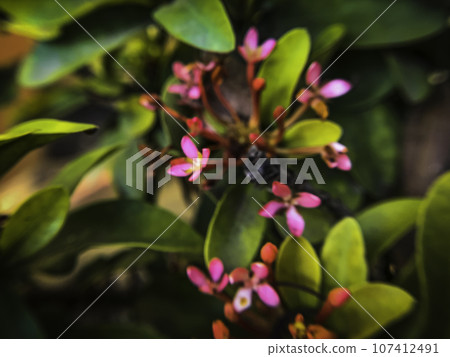 Delicate Beauty, A Cluster of Pink Blossoms 107412491