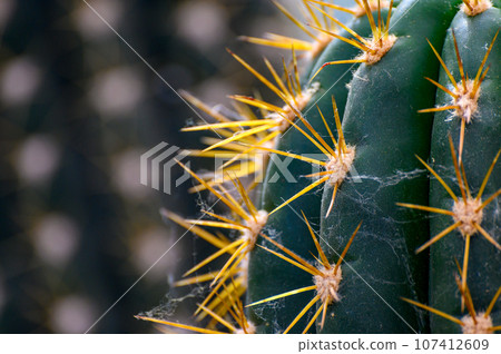 Needles of a green succulent cactus close-up. bright detailed texture of a cactus close-up, cactus needles on a green background. 107412609