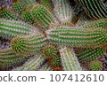 Cactus textures, closeup of cactus, green succulent closeup, natural lawn background, detailed closeup of cactus texture. 107412610