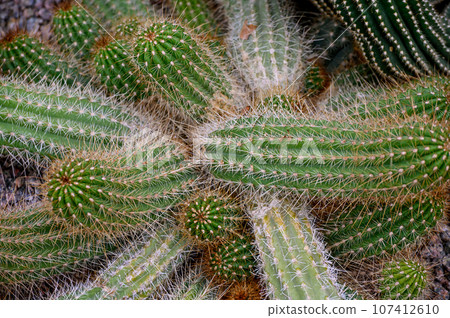 Cactus textures, closeup of cactus, green succulent closeup, natural lawn background, detailed closeup of cactus texture. 107412610