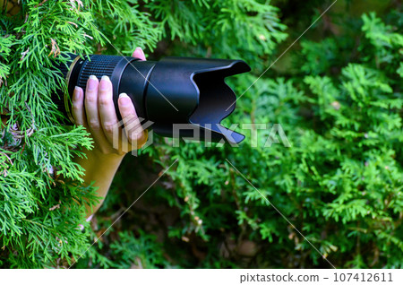 the paparazzi is hiding in the green bushes with a black camera. the paparazzi is hiding in the green bushes with a black camera. 107412611