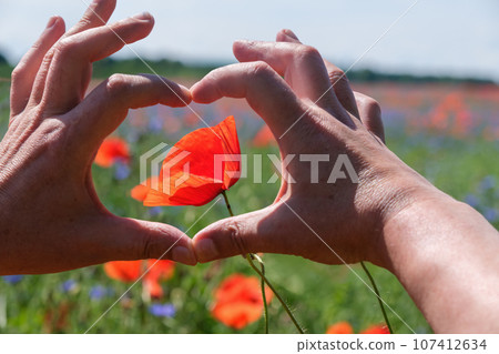 A heart is folded with fingers on a background of a red poppy. 107412634