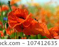 beautiful red poppy flowers in a field on a sunny day in summer. 107412635