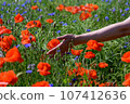 a girl's hand among a summer field strewn with red poppy flowers, among the grass. local travel surrounded by colorful flower fields of poppies. 107412636