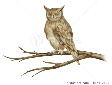 An Owl is sitting on a tree Branch. Watercolor illustration of a wise night Bird on a twig. Hand drawn on isolated background. Drawing of a wild forest animal with brown wings and feathers. An Owl is sitting on a tree Branch. Watercolor illustration of a wise night Bird on a twig. Hand drawn on isolated background. Drawing of a wild forest animal with brown wings and feathers. 107412807