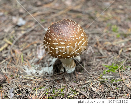 mushrooms, amanita mushrooms, amanita 107413112
