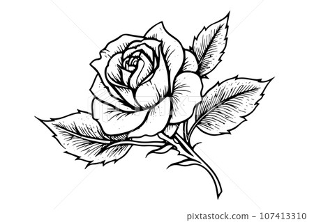 Elegant Rose. Vintage simple line art. Hand drawn ink sketch. Engraving vector illustration. 107413310