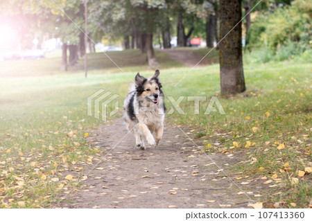 Joyful dog running through autumn park closeup 107413360