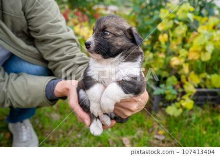 Cute little german shepherd puppy in the caring hands of the owner on green grass background. Portrait of little dog in flowers. Home pets in nature. Cute little german shepherd puppy in the caring hands of the owner on green grass background. Portrait of little dog in flowers. Home pets in nature. 107413404