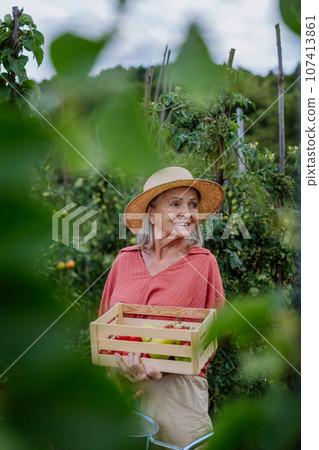 Beautiful senior woman holding a wooden crate filled with the harvested crop. 107413861