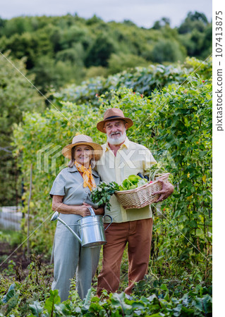Beautiful senior couple holding a wooden crate filled with the harvested crop. Beautiful senior couple holding a wooden crate filled with the harvested crop. 107413875