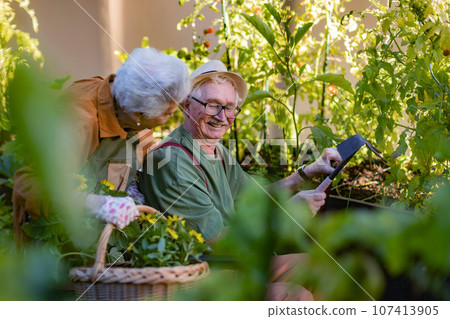 Portrait of senior couple taking care of vegetable plants in urban garden. 107413905