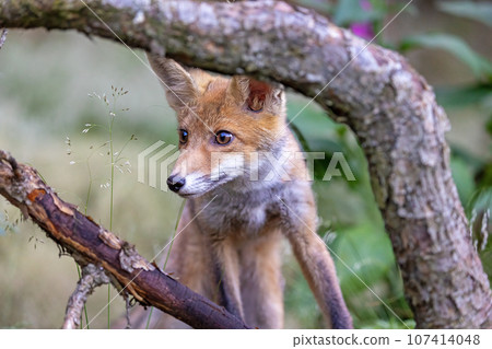 Fox cub posing between two tree branches. Fox cub posing between two tree branches. 107414048