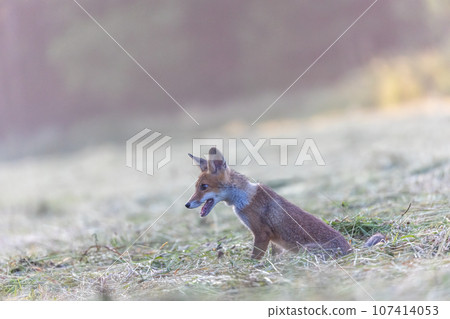 Adorable fox cub is sitting in the field Adorable fox cub is sitting in the field 107414053