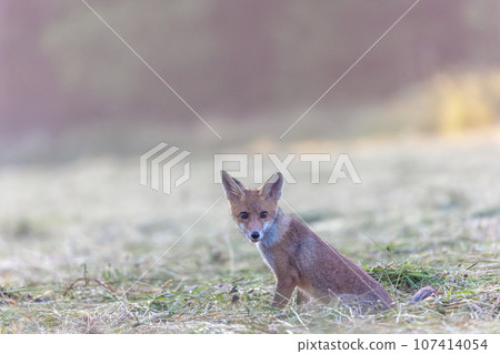 Cute fox cub is looking at the camera. Cute fox cub is looking at the camera. 107414054