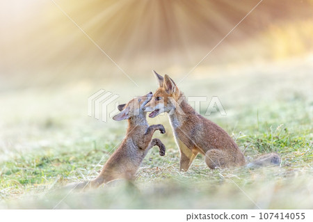 Pair of cute two red foxes is playing in field Pair of cute two red foxes is playing in field 107414055