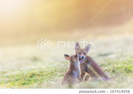 Pair of adorable smiling two red foxes is posing in field Pair of adorable smiling two red foxes is posing in field 107414056