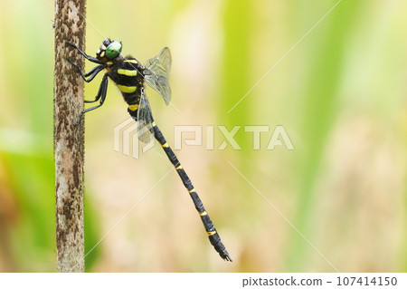 Onyangma (male) Onyangma (male) 107414150