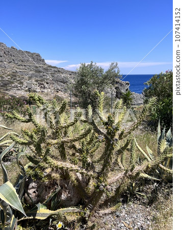 Cactuses growing in Greece Rhodes near road 107414152