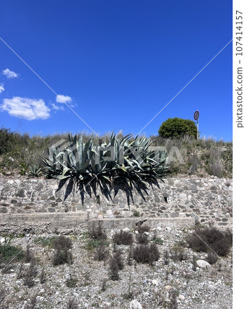 Cactus in Italy, street growing sunny day stones landscape 107414157