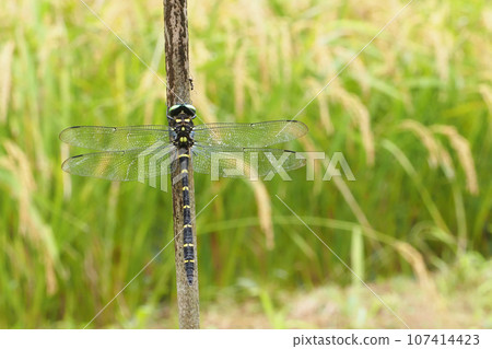 Onyangma (male) Onyangma (male) 107414423