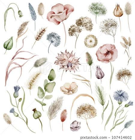 Wild field herbs and flowers. Set of watercolor isolated isolated elements on a white background drawn by hand. Wildflowers herbarium. 107414602