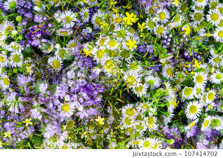 Beautiful different color summer meadow flower background, white, green, yellow, violet Beautiful different color summer meadow flower background, white, green, yellow, violet 107414702