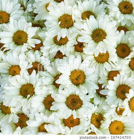Wild white daisy flowers background, white chamomiles, common daisy, dog daisy, daisies, oxeye daisy Wild white daisy flowers background, white chamomiles, common daisy, dog daisy, daisies, oxeye daisy 107414703