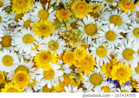 Wild white and yellow daisy flowers background, common daisy, dog daisy, daisies, oxeye daisy 107414705