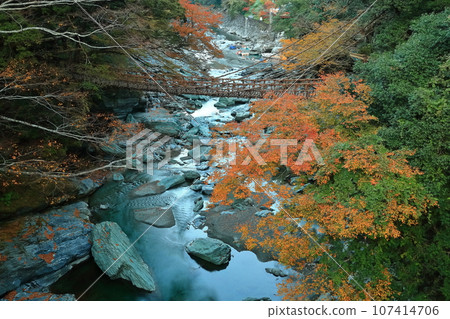 [德島縣]紅葉（祖谷的萬樂橋） 107414706