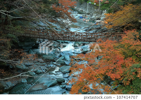 [德島縣]紅葉（祖谷的萬樂橋） 107414707