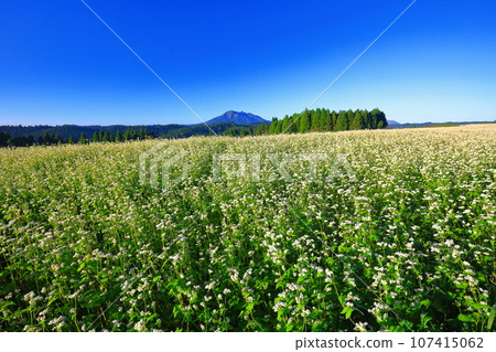 [Kumamoto Prefecture] Namino Soba flower field in full bloom on clear skies 107415062
