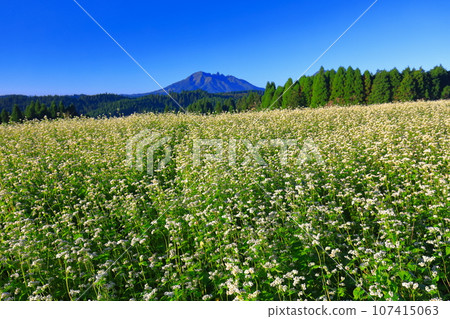 [Kumamoto Prefecture] Namino Soba flower field in full bloom on clear skies 107415063