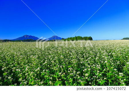 [Kumamoto Prefecture] Namino Soba flower field in full bloom on clear skies 107415072