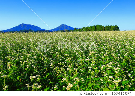 [Kumamoto Prefecture] Namino Soba flower field in full bloom on clear skies 107415074