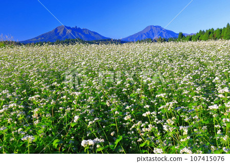 [Kumamoto Prefecture] Namino Soba flower field in full bloom on clear skies 107415076