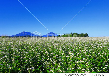 [Kumamoto Prefecture] Namino Soba flower field in full bloom on clear skies 107415079