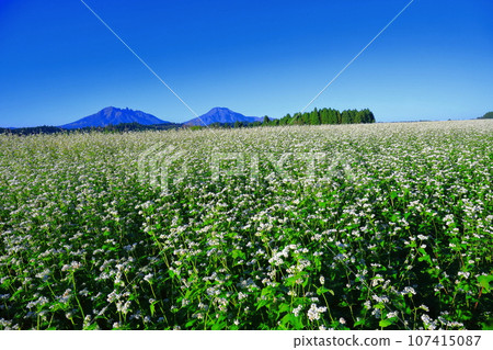 [Kumamoto Prefecture] Namino Soba flower field in full bloom on clear skies 107415087