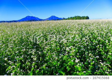 [Kumamoto Prefecture] Namino Soba flower field in full bloom on clear skies 107415088