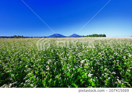 [Kumamoto Prefecture] Namino Soba flower field in full bloom on clear skies 107415089
