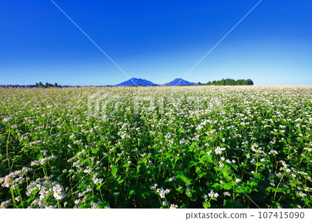 [Kumamoto Prefecture] Namino Soba flower field in full bloom on clear skies 107415090