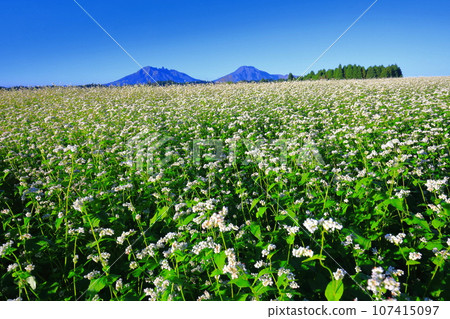 [Kumamoto Prefecture] Namino Soba flower field in full bloom on clear skies 107415097