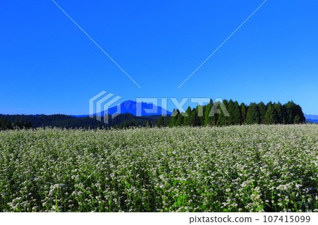 [Kumamoto Prefecture] Namino Soba flower field in full bloom on clear skies 107415099