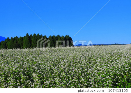 [Kumamoto Prefecture] Namino Soba flower field in full bloom on clear skies 107415105
