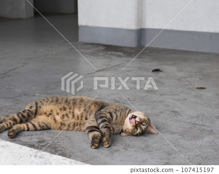 cat sleeping on the cold floor cat sleeping on the cold floor 107415197