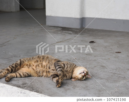 貓睡在冰冷的地板上 107415198