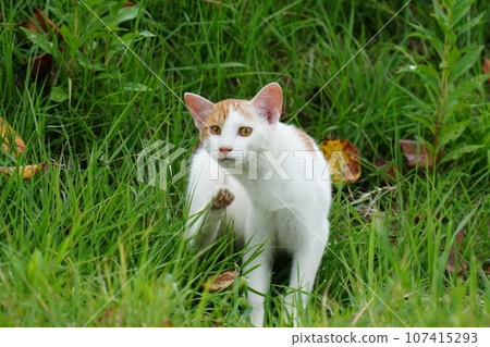 小貓在黑貓的注視下玩耍 107415293