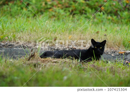 小貓在黑貓的注視下玩耍 小貓在黑貓的注視下玩耍 107415304