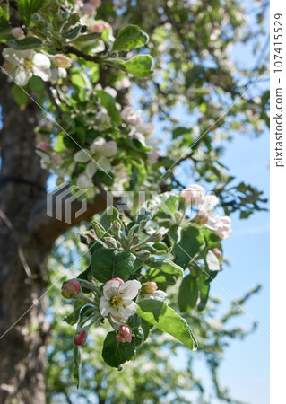 Spring garden with apple trees full of flowers and leaves Spring garden with apple trees full of flowers and leaves 107415529