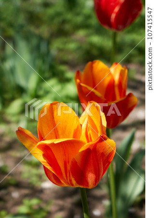 Tender orange tulips blooming at spring garden Tender orange tulips blooming at spring garden 107415547